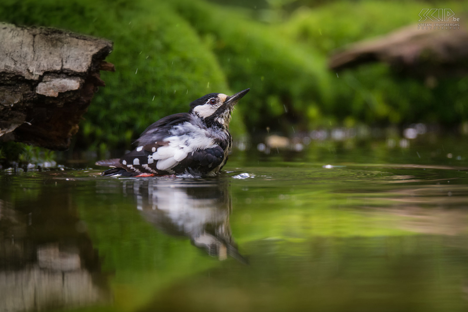 Woodpeckers - Great spotted woodpecker A female great spotted woodpecker (Dendrocopos major) taken a bath. Stefan Cruysberghs